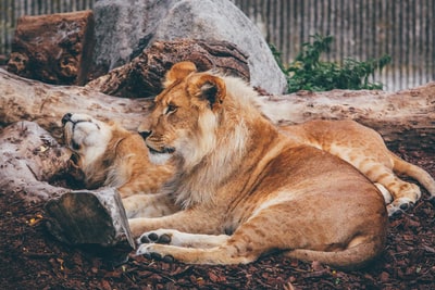 狮子和母狮躺在棕色的水面上